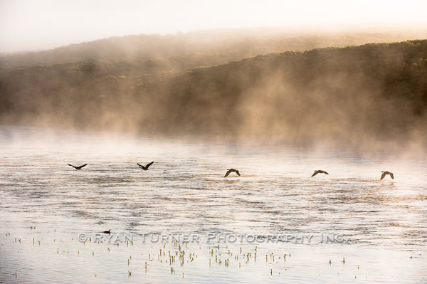 Geese on the Yellowstone