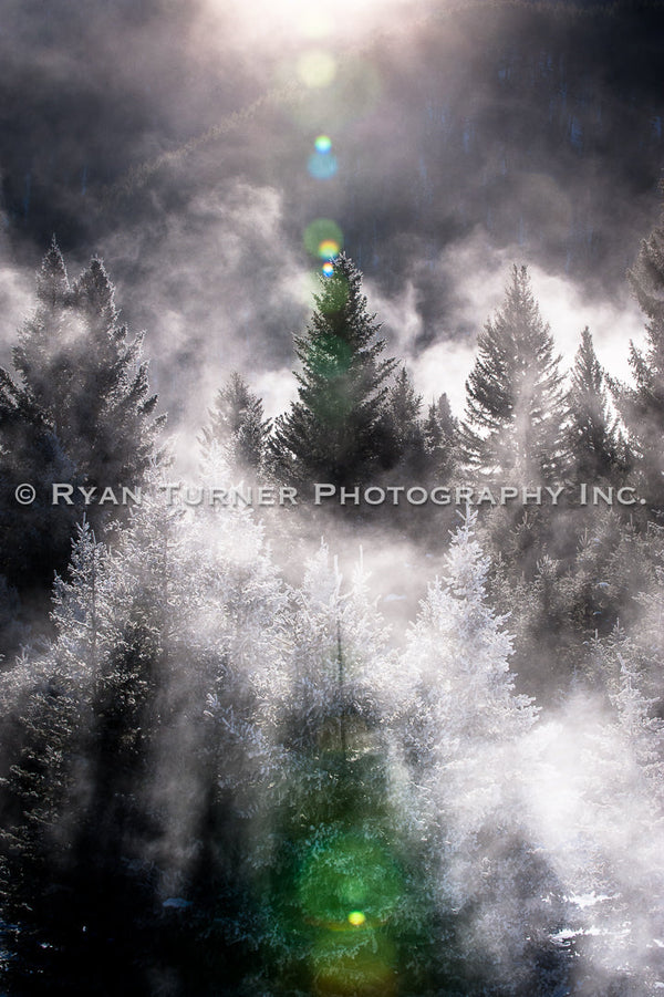 Mystical Trees