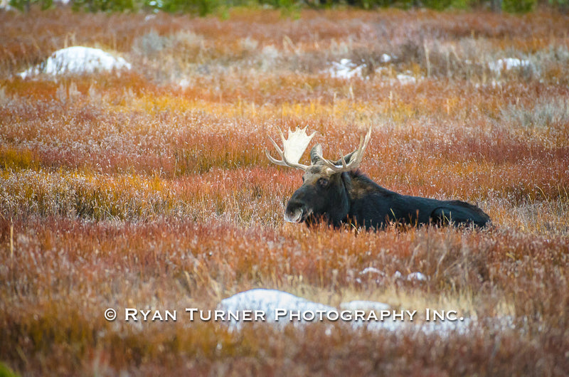 A Bull Moose Laying