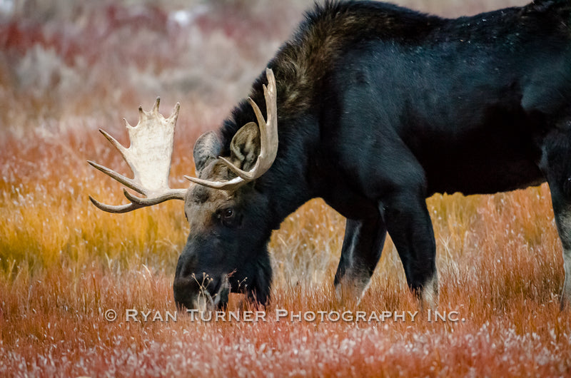 Bull Moose Feeding