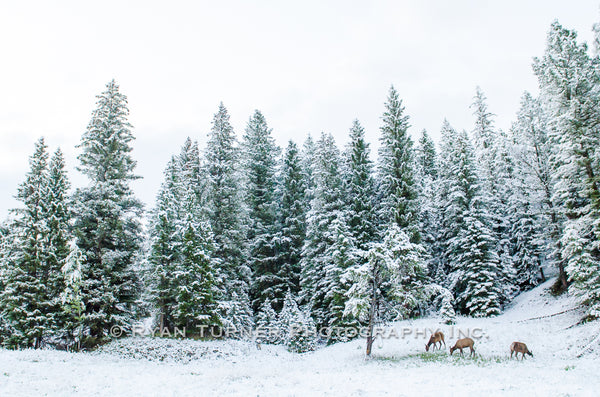 Spring Snow on the Elk