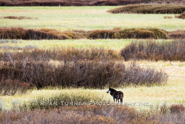 Wolf in Yellowstone