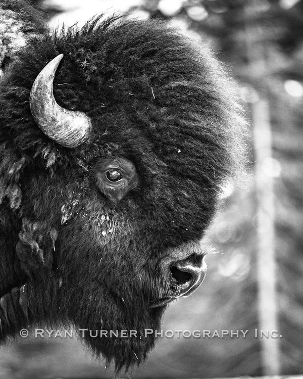 Profile of a Bison