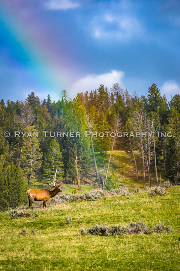 A Bull Elk Under a Rainbow