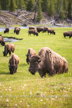 Spring Bison Herd