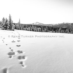 Big Sky's Wonderland