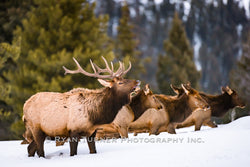 Bull Elk Calling