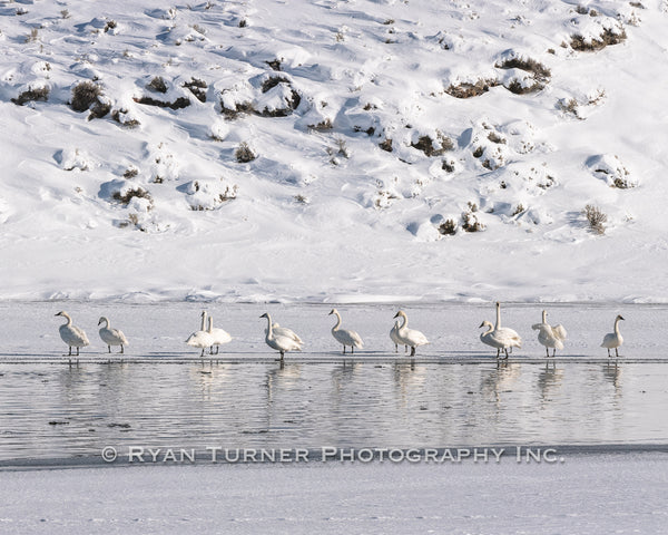 Wintering Swans