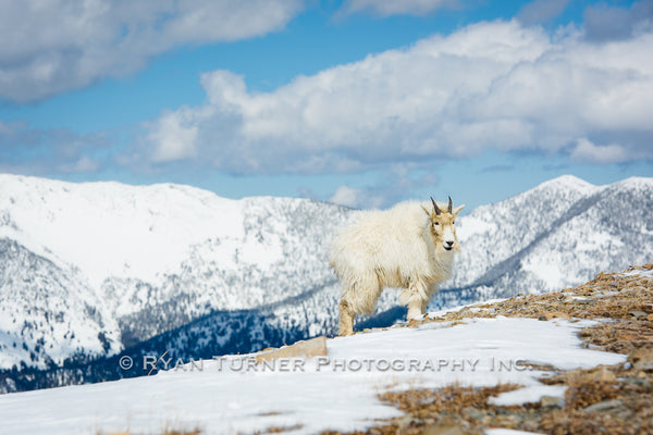 Smiling Mountain Goat