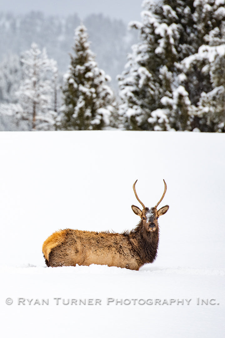 Spike Bull Trudging through Winter