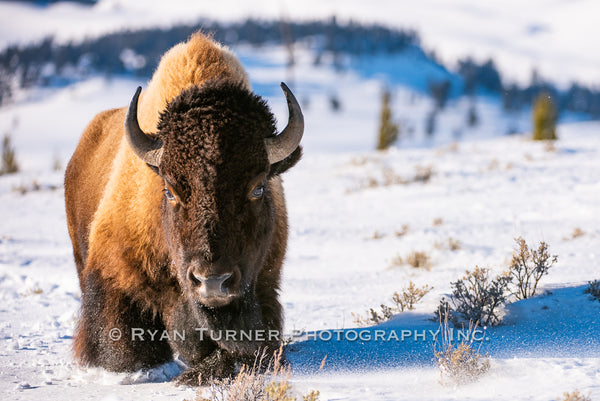 Healthy Bison in the Winter