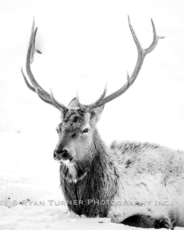 Resting Bull