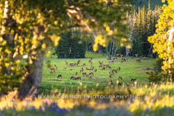 Summer Elk Herd