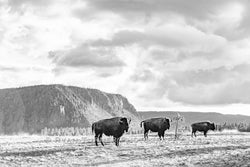 Yellowstone's National Treasures