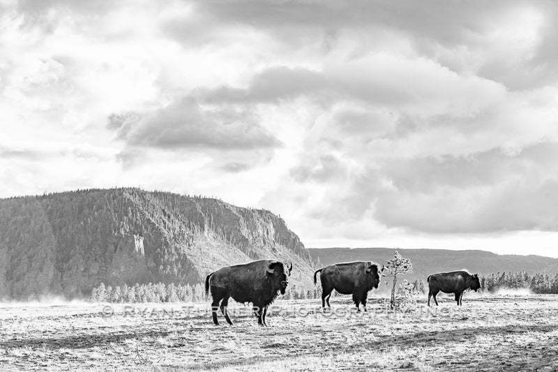 Yellowstone's National Treasures