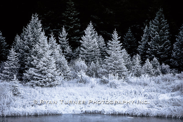 Frosty Trees