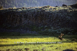 Bull Elk in Velvet