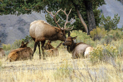 Bull Elk Kissing Cow