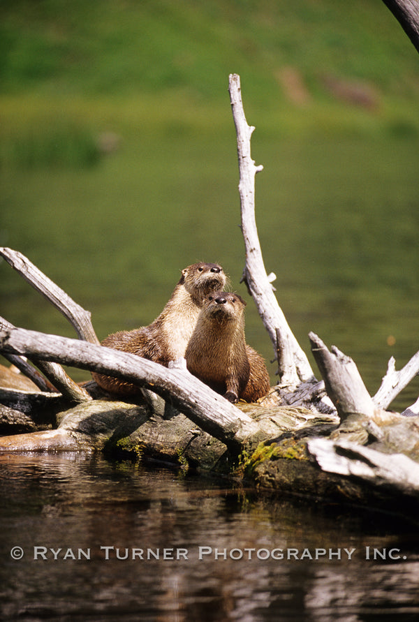 Two Otters