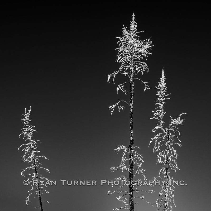 A Frosted Stand II