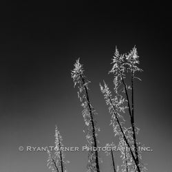 A Frosted Stand III