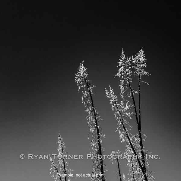 A Frosted Stand III  1/25  (30"x30")