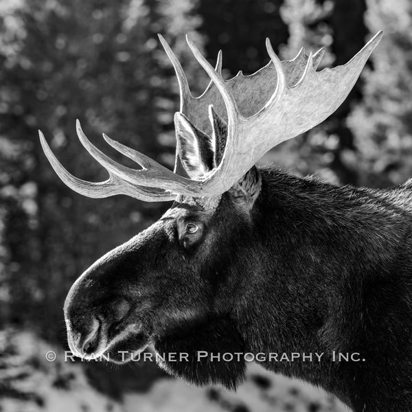 Bull Moose