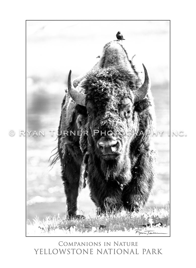 Companions in Nature - Notecard