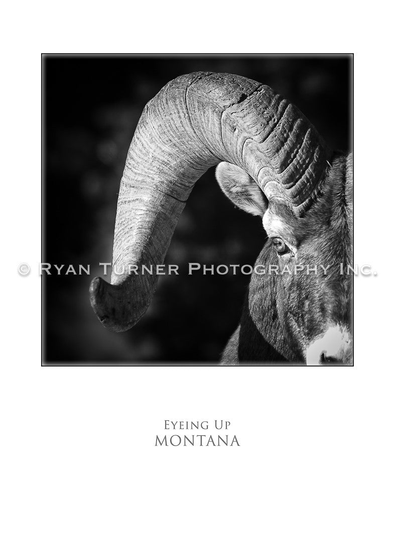 Eyeing Up - Notecard