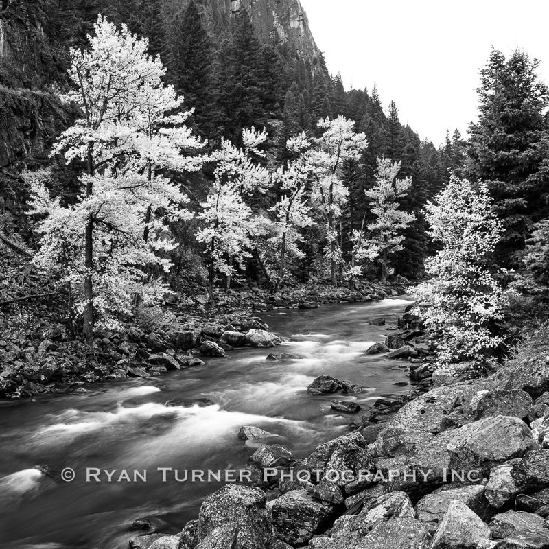 Gallatin Canyon Splendor