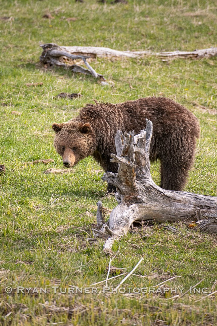 Hungry Grizzly Bear