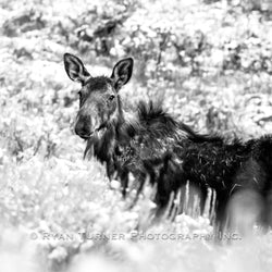 Mangy Moose