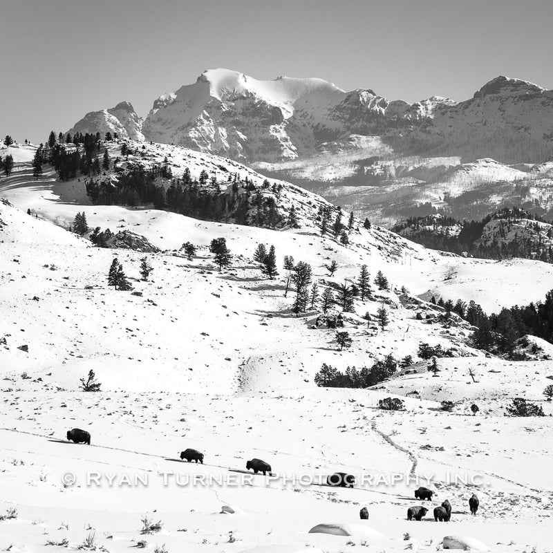 Marching On in Yellowstone's Majesty