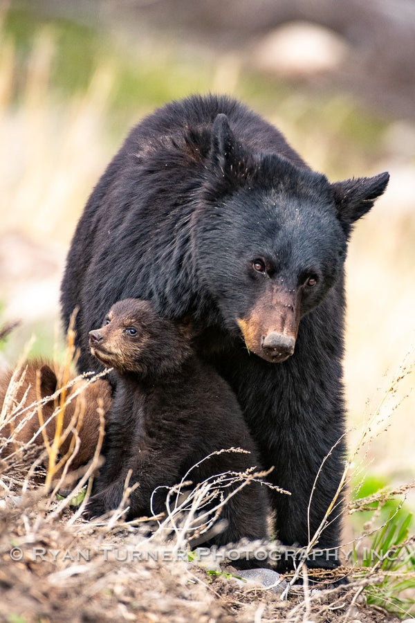 Momma's Protection