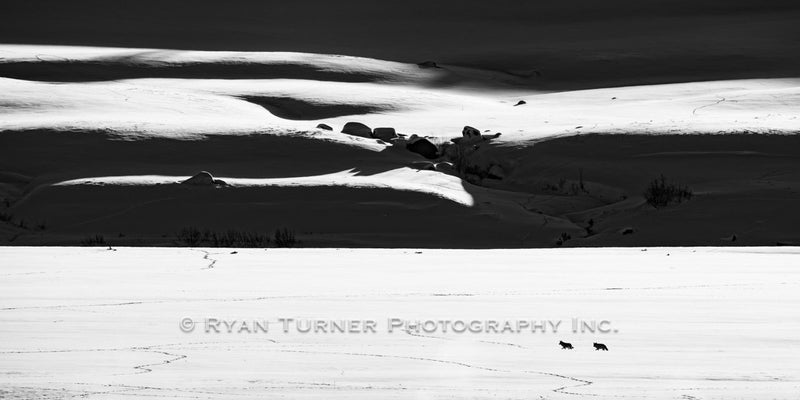 On the Prowl in Lamar Valley