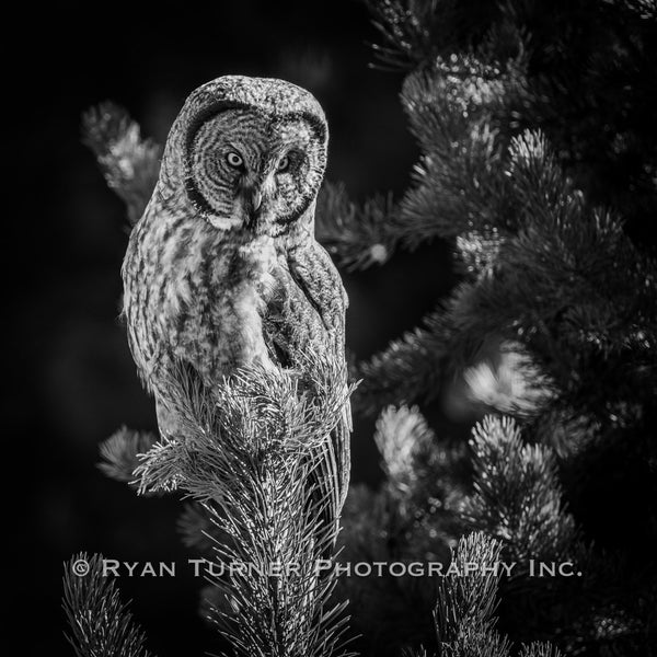 Great Grey Owl