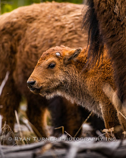 Wondering Baby Bison
