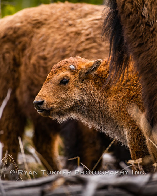 Wondering Baby Bison