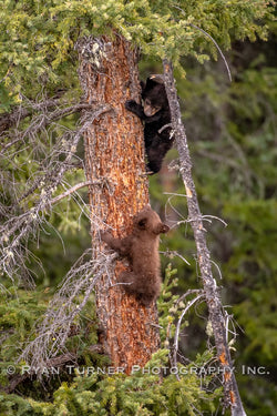 Climbing Cubs
