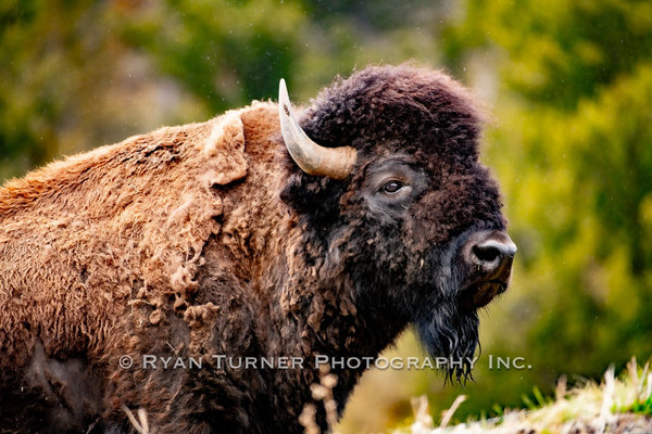 Spring Bison