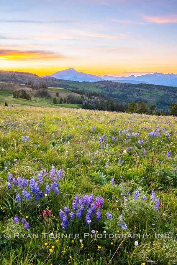 Summer's Glory in the Alpine