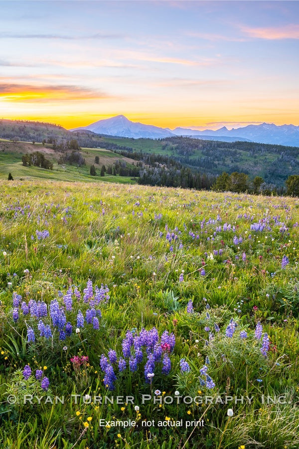 Summer's Glory in the Alpine (17"x12")