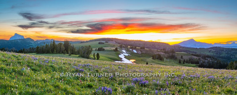 Summer Bliss On Buck Ridge