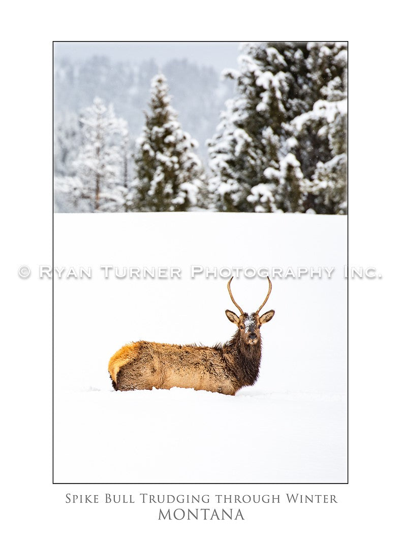 Spike Bull Trudging Through Winter - Notecard