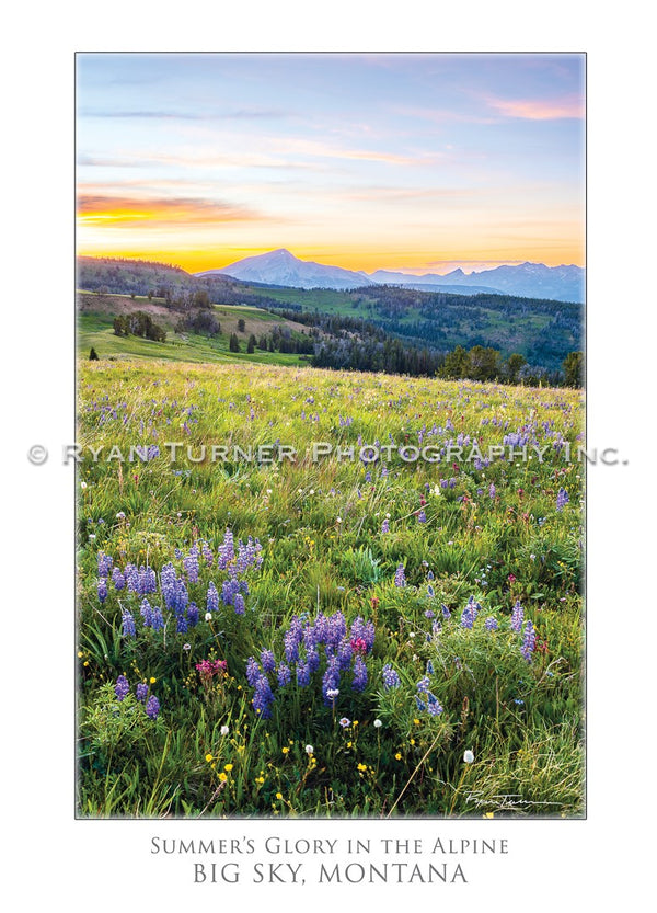 Summer's Glory in the Alpine - Notecard