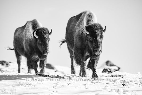 Surviving Bison