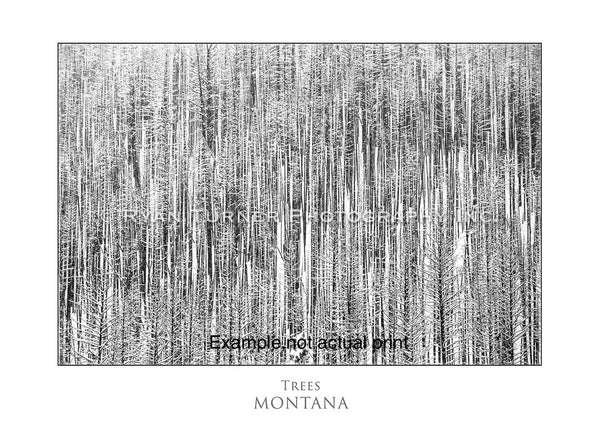 Trees 30/75 (40"x60")