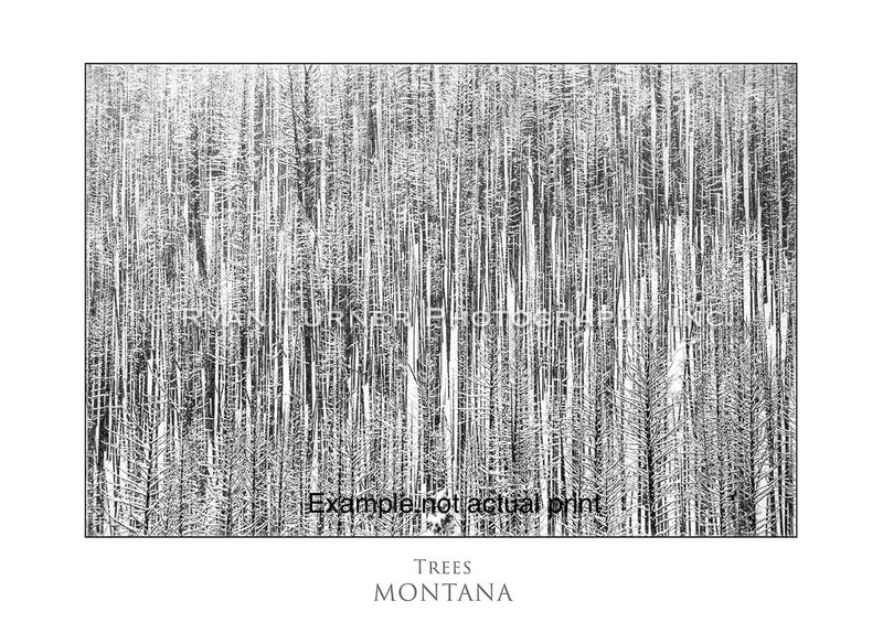 Trees 30/75 (40"x60")