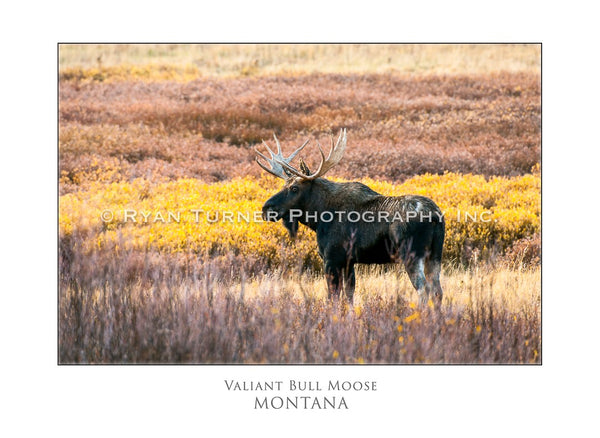 Valiant Bull Moose - Notecard