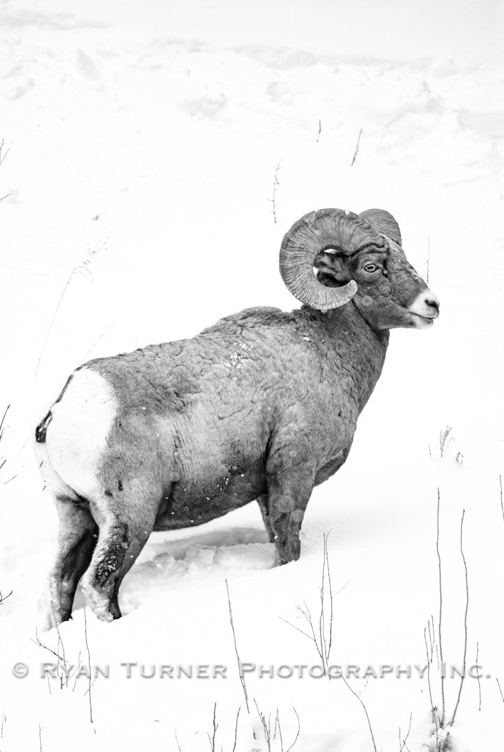 Wintering Big Horn